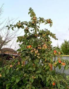 Продажа дома . Продажа дома .