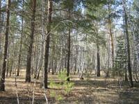 Продажа земли Омский. дп. Чернолучинский. Омский район, с. Чернолучье, Продажа земли Омский. дп. Чернолучинский. Омский район, с. Чернолучье,