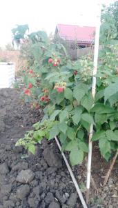 Продажа дачи Омск. СНТ 
