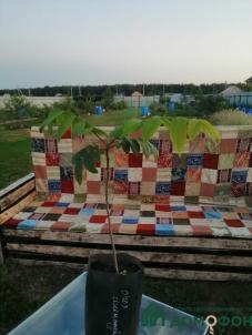 Продажа дома Центральная, 18/2 Продажа дома Центральная, 18/2
