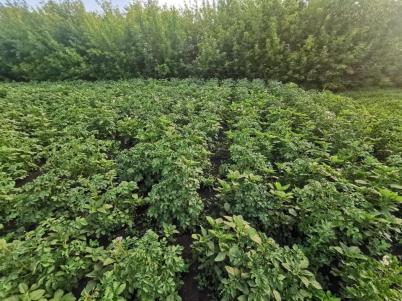 Продажа земли ул. Академическая Продажа земли ул. Академическая