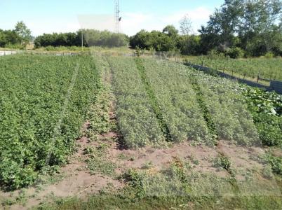 Продажа дома Зеленая Продажа дома Зеленая