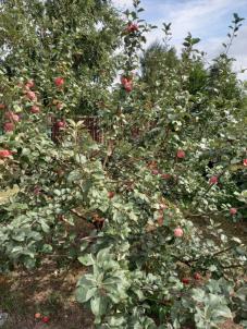 Продажа дачи Таврический район. р-н. Таврический. СНТ Озёрное 