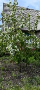 Продажа дачи Омск. тер.СОСН. Полет-1 Продажа дачи Омск. тер.СОСН. Полет-1