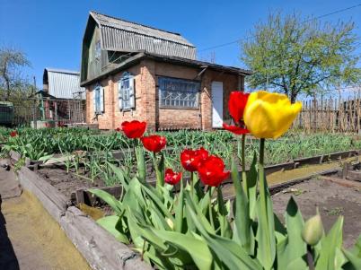 Продажа дачи Омск. СНТ Сатурн, 31 Продажа дачи Омск. СНТ Сатурн, 31