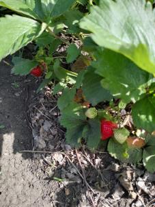 Продажа дачи СНТ Радуга-2 аллея 6 Продажа дачи СНТ Радуга-2 аллея 6