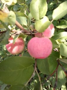 Продажа дачи СНТ Радуга-2 аллея 6 Продажа дачи СНТ Радуга-2 аллея 6