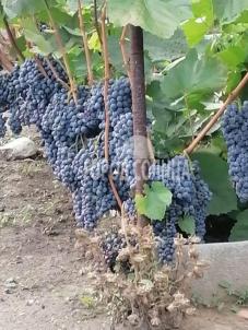 Продажа дачи Омск. Чкаловский, Окружная дорога Продажа дачи Омск. Чкаловский, Окружная дорога