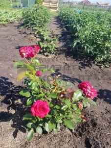 Продажа дома Омск. Омская обл., Омск, садоводческое некоммерческое товарищество Ратоборец, 180 Продажа дома Омск. Омская обл., Омск, садоводческое некоммерческое товарищество Ратоборец, 180
