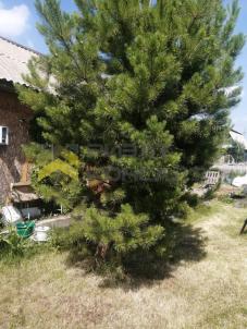 Продажа дачи Омск. г Омск, тер.СОСН Сибирский садовод-3 Продажа дачи Омск. г Омск, тер.СОСН Сибирский садовод-3