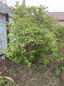 Продажа дачи СНТ Тепличный 1 Продажа дачи СНТ Тепличный 1