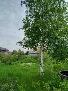 Продажа дачи Омск. Садоводческое некоммерческое товарищество Звёздочка, 842 Продажа дачи Омск. Садоводческое некоммерческое товарищество Звёздочка, 842