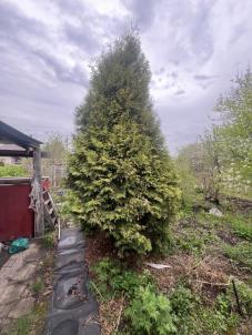 Продажа дачи Омск. СНТ Карат Продажа дачи Омск. СНТ Карат