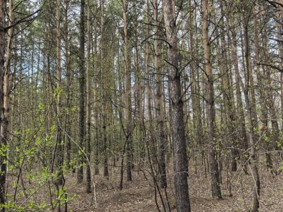 Продажа дачи Омск. Строитель-84 тер.СОСН. . Строитель-84 тер.СОСН