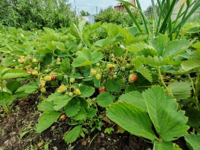 Продажа дачи Омск. Степное Продажа дачи Омск. Степное