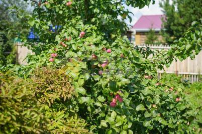 Продажа дачи Омск. г Омск, тер.СОСН Ромашка Продажа дачи Омск. г Омск, тер.СОСН Ромашка