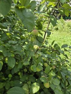 Продажа дачи Омск. СНТ Жилищник, 4 Продажа дачи Омск. СНТ Жилищник, 4