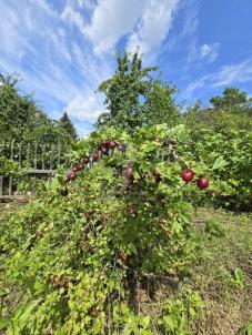 Продажа дачи Омск. СНТ Жилищник, 4 Продажа дачи Омск. СНТ Жилищник, 4