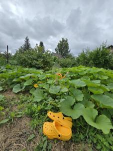 Продажа дачи Омск. СНТ Жилищник, 4 Продажа дачи Омск. СНТ Жилищник, 4