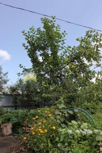Продажа дачи Омск.&nbsp;Омск, ТСН СНТ Ромашка, 4-я аллея, 20