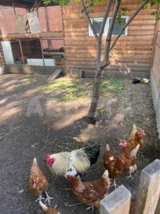 Продажа квартиры Омск. ул. 7-я Солнечная, 87 Продажа квартиры Омск. ул. 7-я Солнечная, 87
