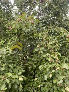 Продажа дачи Омск. г Омск, тер.СОСН Нефтехимик, д 1546А