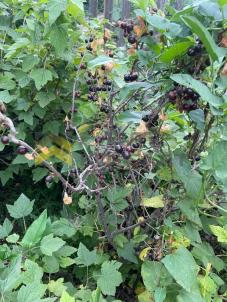 Продажа дачи Омск. г Омск, тер.СОСН Нефтехимик, д 1546А