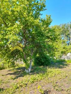 Продажа дачи Омск. г Омск, тер.СОСН Нефтехимик, д 1546А