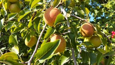 Продажа дачи Омск. , 936 Продажа дачи Омск. , 936