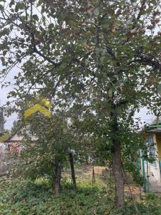 Продажа дачи Омск. г Омск, тер.СОСН Энергетик-1 Продажа дачи Омск. г Омск, тер.СОСН Энергетик-1