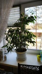 Продажа квартиры Омск. улица 10 лет Октября 178 Продажа квартиры Омск. улица 10 лет Октября 178