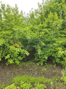 Продажа дома Омск. Омск, садоводческое некоммерческое товарищество Испытатель, 87 Продажа дома Омск. Омск, садоводческое некоммерческое товарищество Испытатель, 87