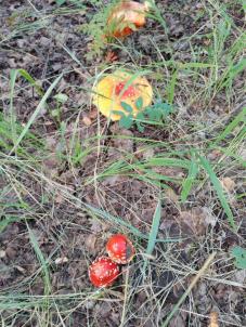 Продажа дачи Петрушенко