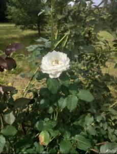 Продажа дома Омск. снт Горняк