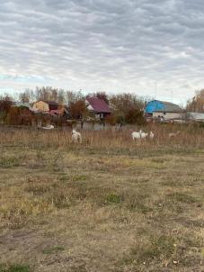 Продажа земли Омск. Линейная улица 10