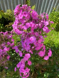 Продажа дома Омск.&nbsp;Карельская