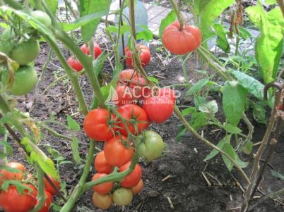 Продажа дачи Омск.&nbsp;тер.СОСН. Тепличный-2 филиал 4