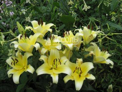 Продажа дачи Омск.&nbsp;тер.СОСН. Тепличный-2 филиал 4