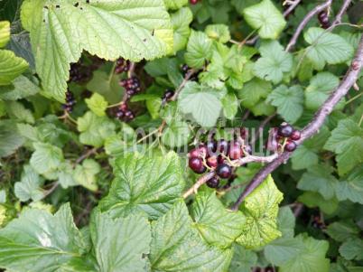 Продажа дачи Омск.&nbsp;СОСН Карат