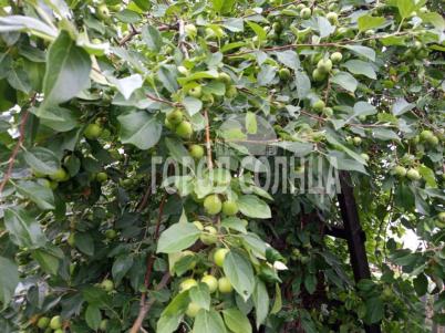 Продажа дачи Омск.&nbsp;СОСН Карат