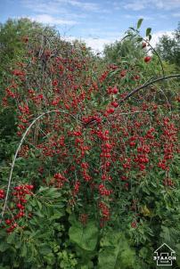 Продажа дачи Омск.&nbsp;территория СОСН Дружба 235