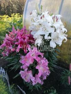 Продажа дачи Омск.&nbsp;