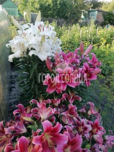 Продажа дачи Омск.&nbsp;