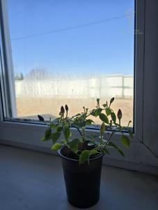 Продажа дома Омск.&nbsp;территория СОСН Керамик Плюс