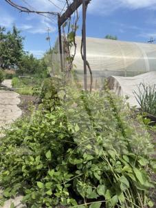 Продажа дачи Омск.&nbsp;Старый Кировск,