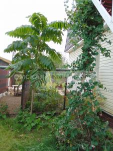 Продажа дачи Омск.&nbsp;садоводческое некоммерческое товарищество Садовод 1