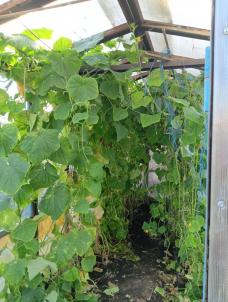 Продажа дачи Омск городской округ.&nbsp;Полет-2 тер.СОСН.&nbsp;-, 134