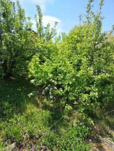 Продажа дачи Омск.&nbsp;-, 393