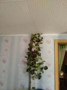 Продажа дачи Омск.&nbsp;-, 393