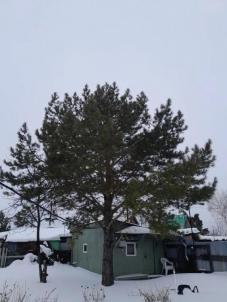 Продажа дачи Омск.&nbsp;СНТ Птицевод-3, ул. 2-я аллея